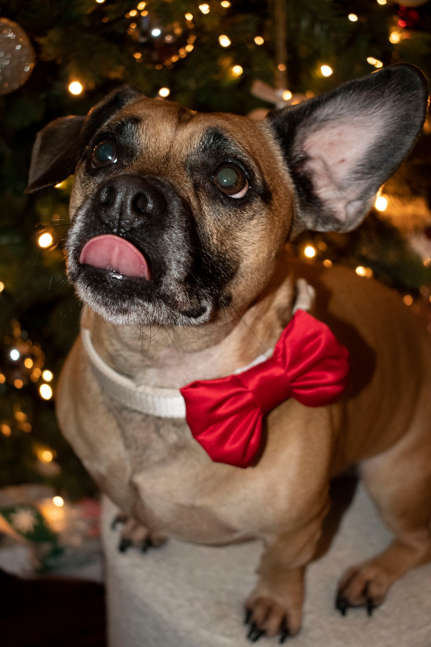 Dog Bow