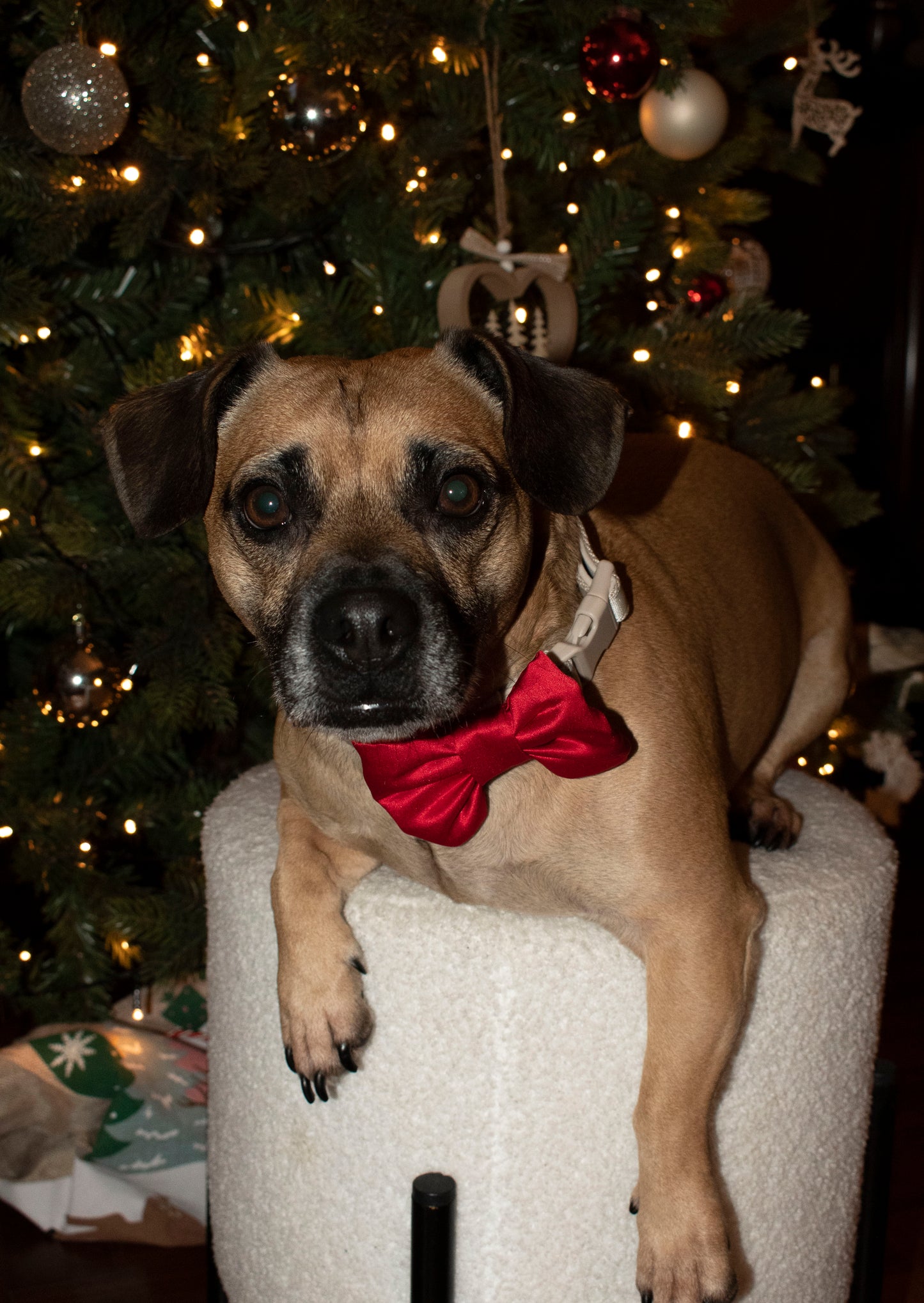 Dog Bow