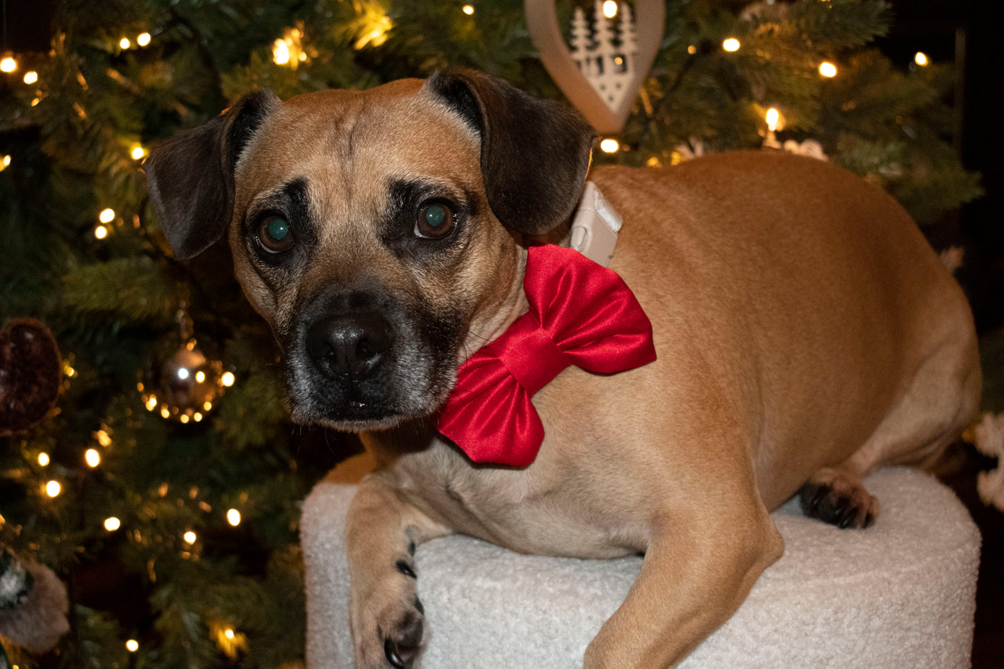 Dog Bow