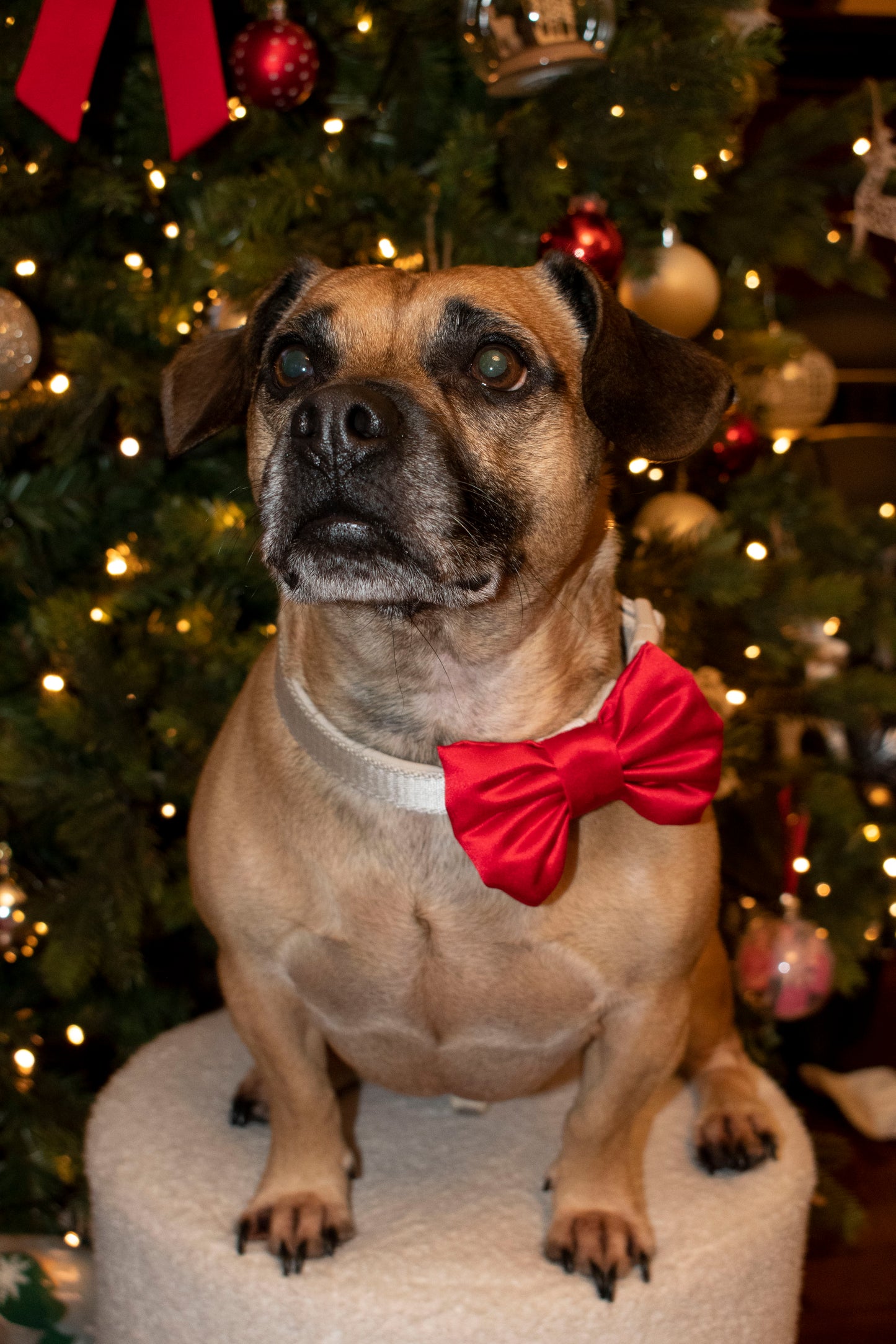 Dog Bow